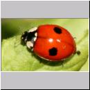 Adalia bipunctata - Zweipunkt 11.jpg